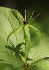 Einbeere Bluete NP Hainich